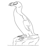 How to Draw a Great Auk