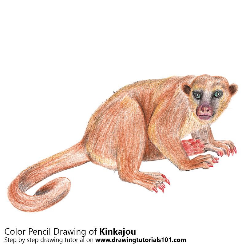 How to Draw a Kinkajou by Color Pencils