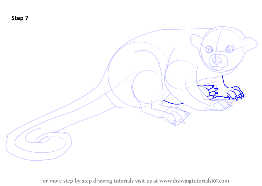 Step by Step How to Draw a Kinkajou : DrawingTutorials101.com