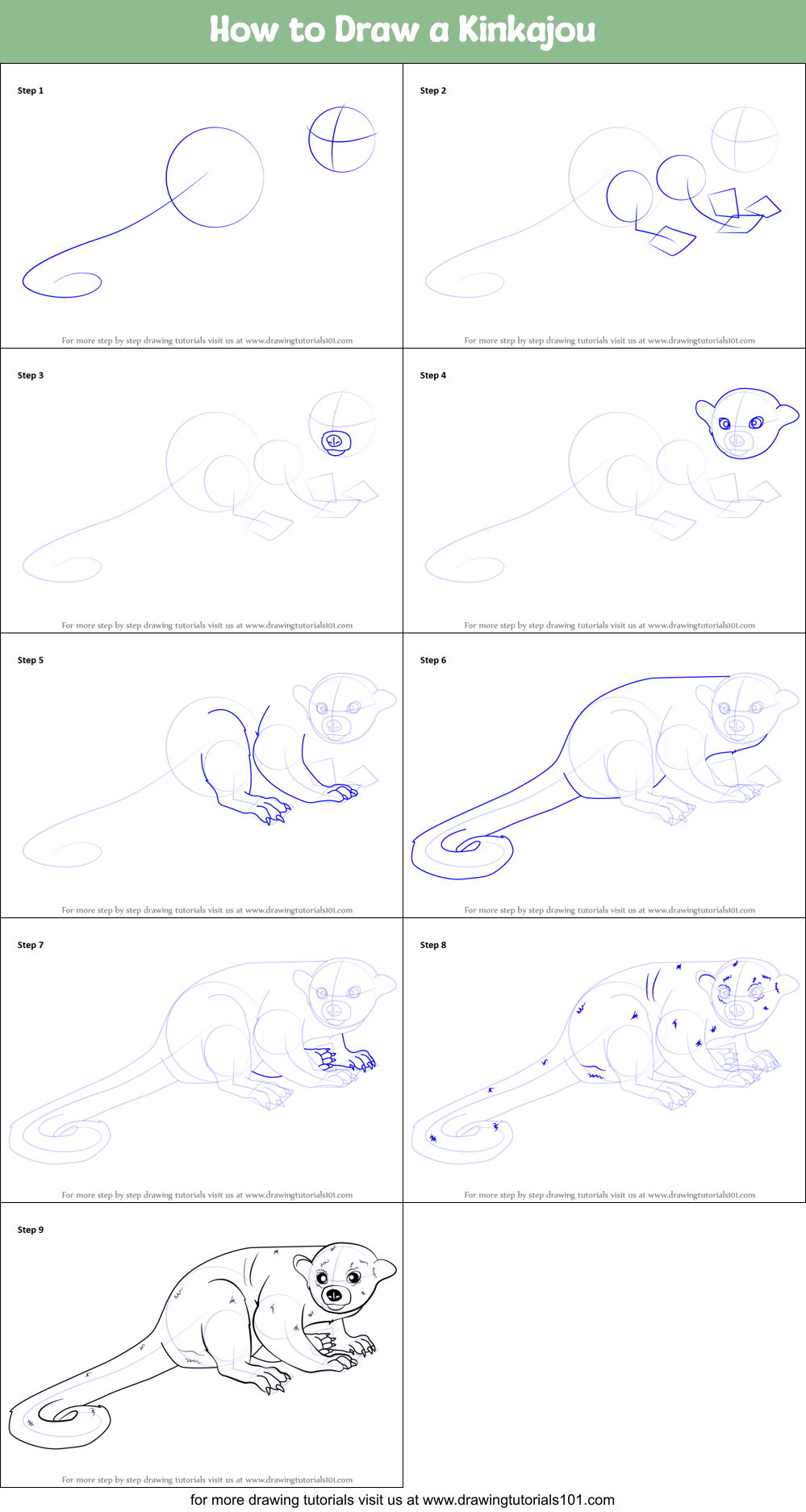 How to Draw a Kinkajou Printable Step by Step