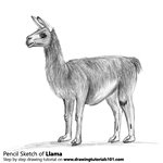 How to Draw a Llama