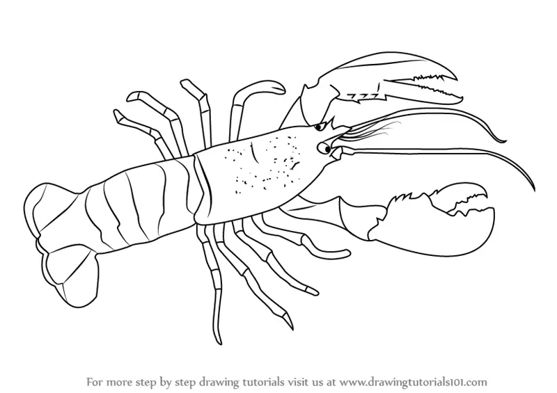 Learn How to Draw a Lobster (Other Animals) Step by Step : Drawing