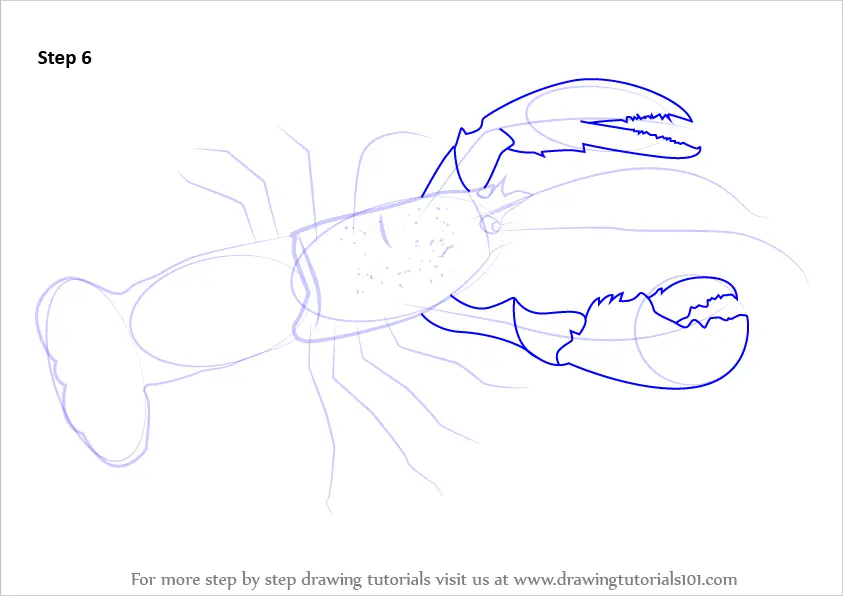 Step by Step How to Draw a Lobster : DrawingTutorials101.com