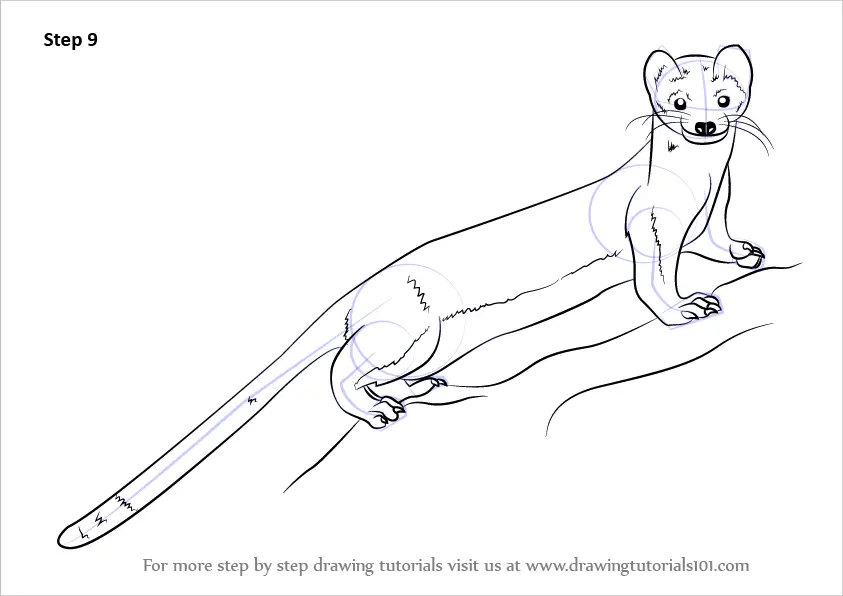 Step by Step How to Draw a Long-Tailed Weasel : 