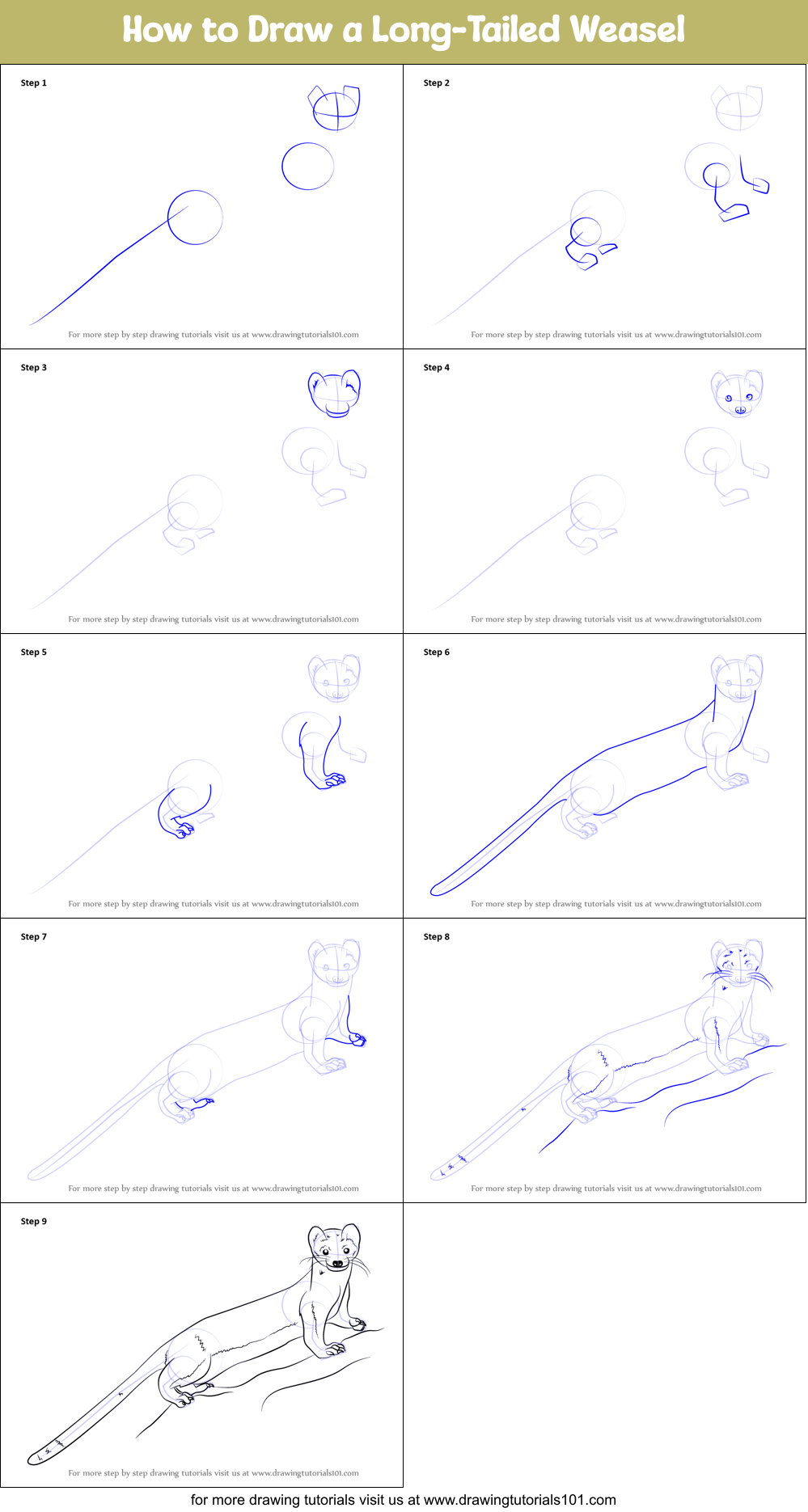 How to Draw a Long-Tailed Weasel Printable Step by Step