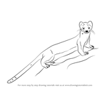 How to Draw a Long-Tailed Weasel