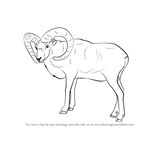 How to Draw a Mouflon
