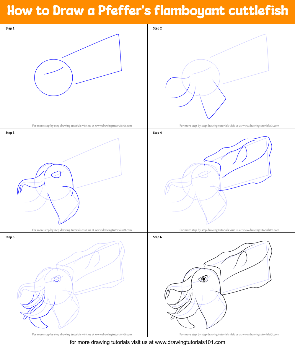 How to Draw a Pfeffer's flamboyant cuttlefish Printable Step by Step