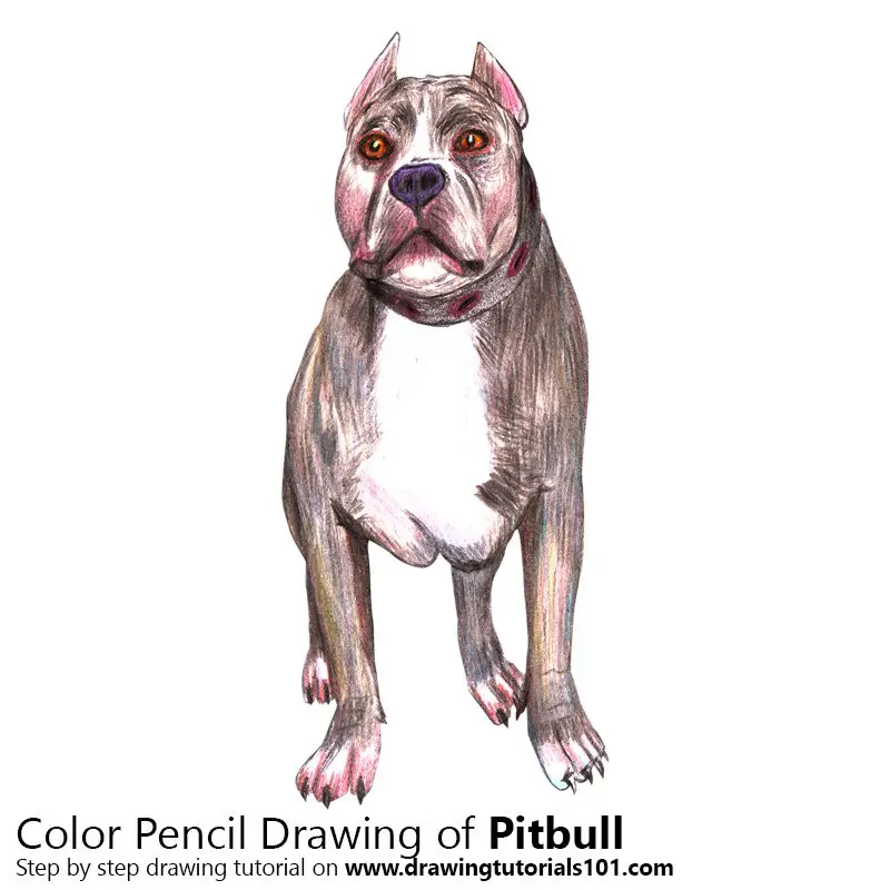 Pitbull Color Pencil Drawing