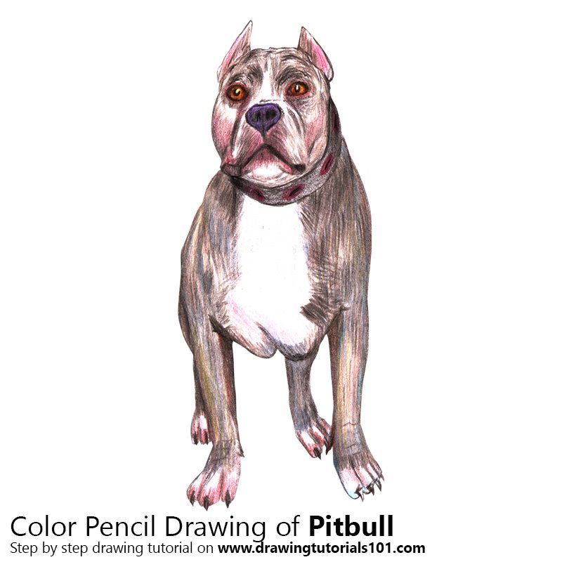 How to Draw a Pitbull by Color Pencils