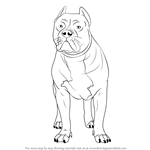 How to Draw a Pitbull