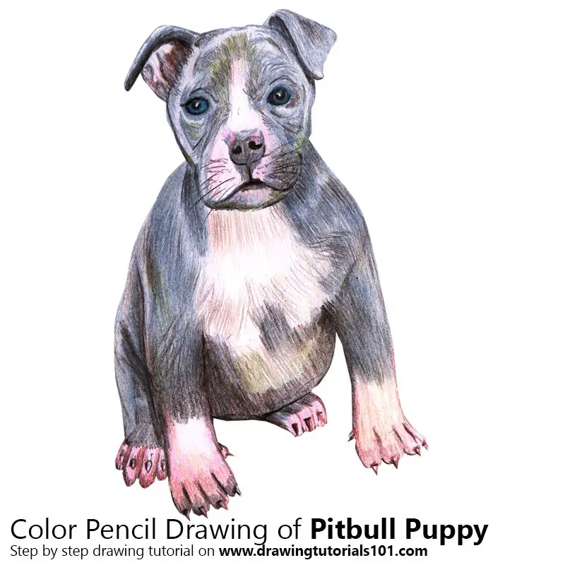 Pitbull Puppy Colored Pencils Drawing Pitbull Puppy With Color