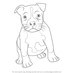 How to Draw a Pitbull puppy