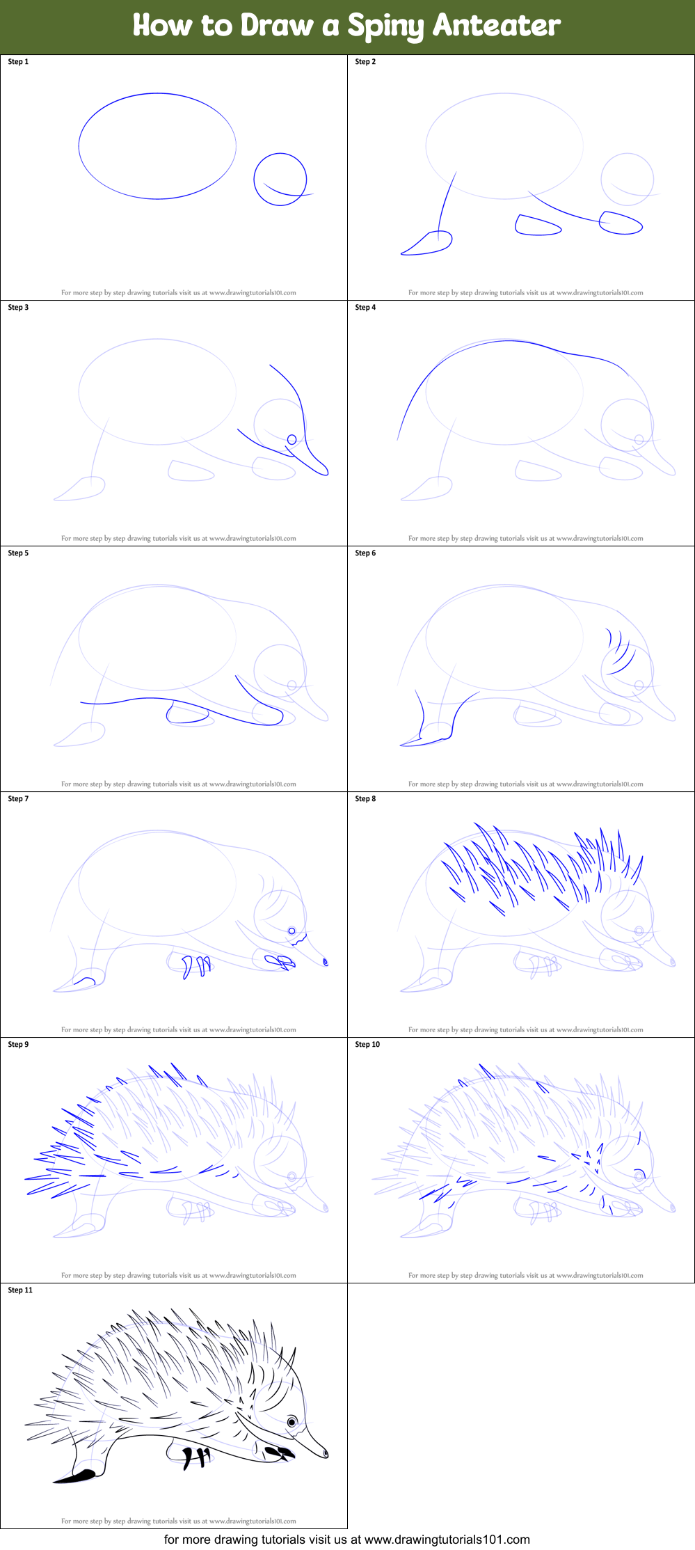 How to Draw a Spiny Anteater Printable Step by Step