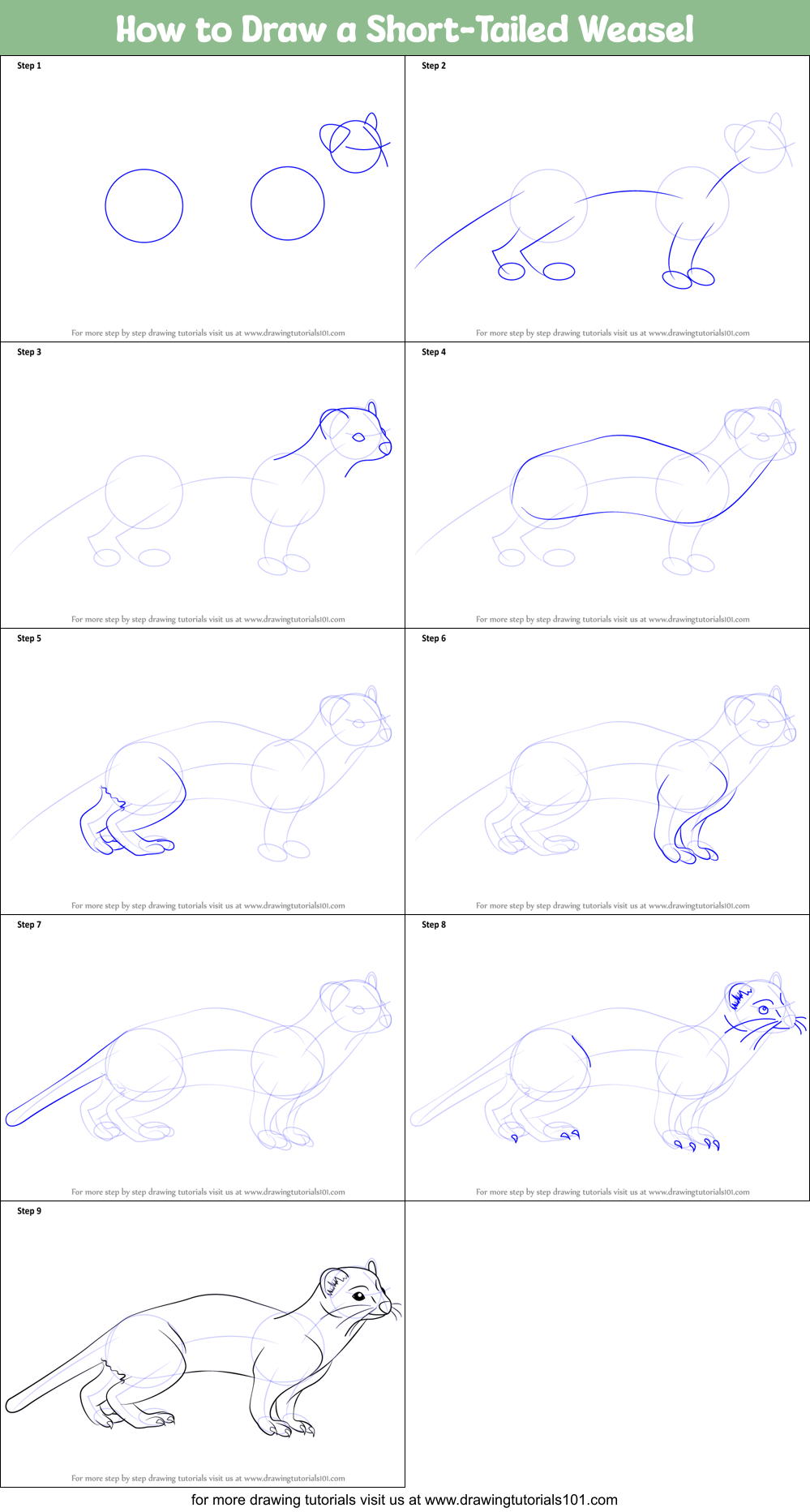 How to Draw a Short-Tailed Weasel Printable Step by Step
