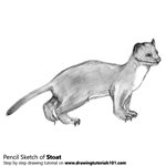 How to Draw a Short-Tailed Weasel