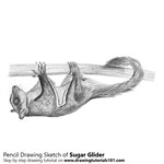 How to Draw a Sugar Glider