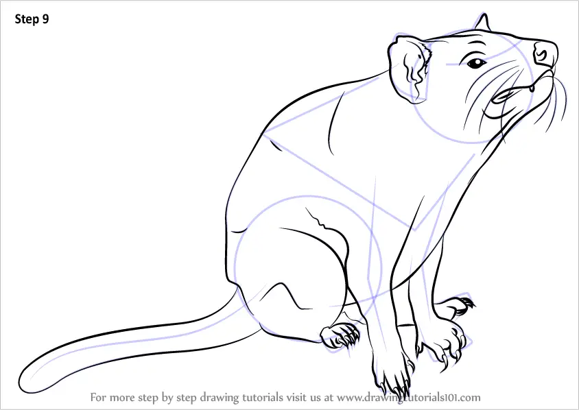 Learn How to Draw Tasmanian devil (Other Animals) Step by Step