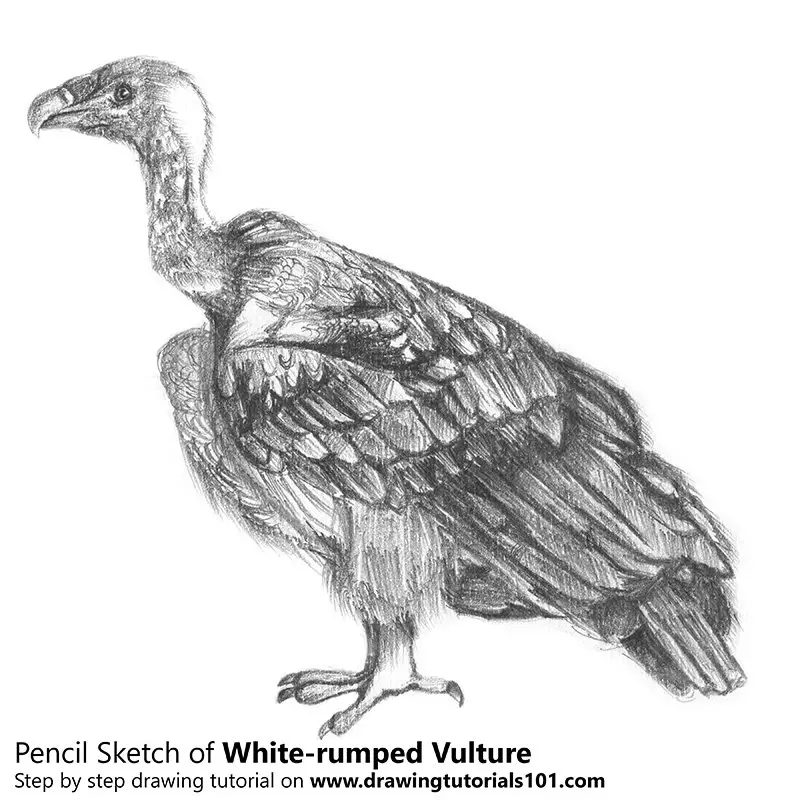 Pencil Sketch of White-rumped vulture - Pencil Drawing