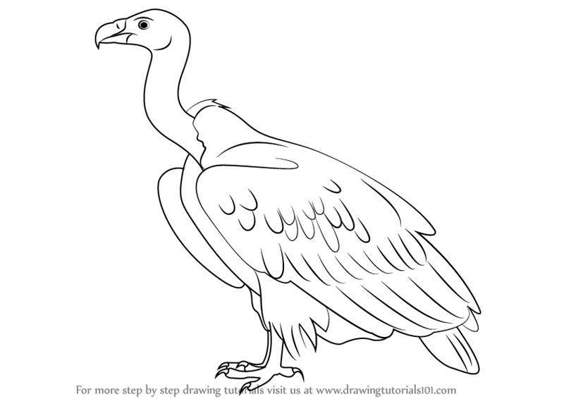 vulture drawing