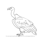 How to Draw a White-rumped vulture