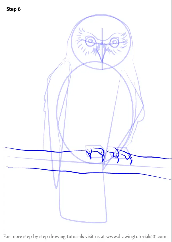Learn How to Draw a Morepork (Owls) Step by Step : Drawing Tutorials