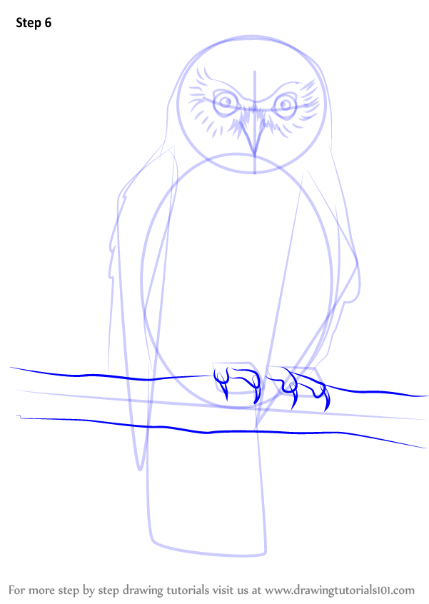 Learn How to Draw a Morepork (Owls) Step by Step : Drawing Tutorials