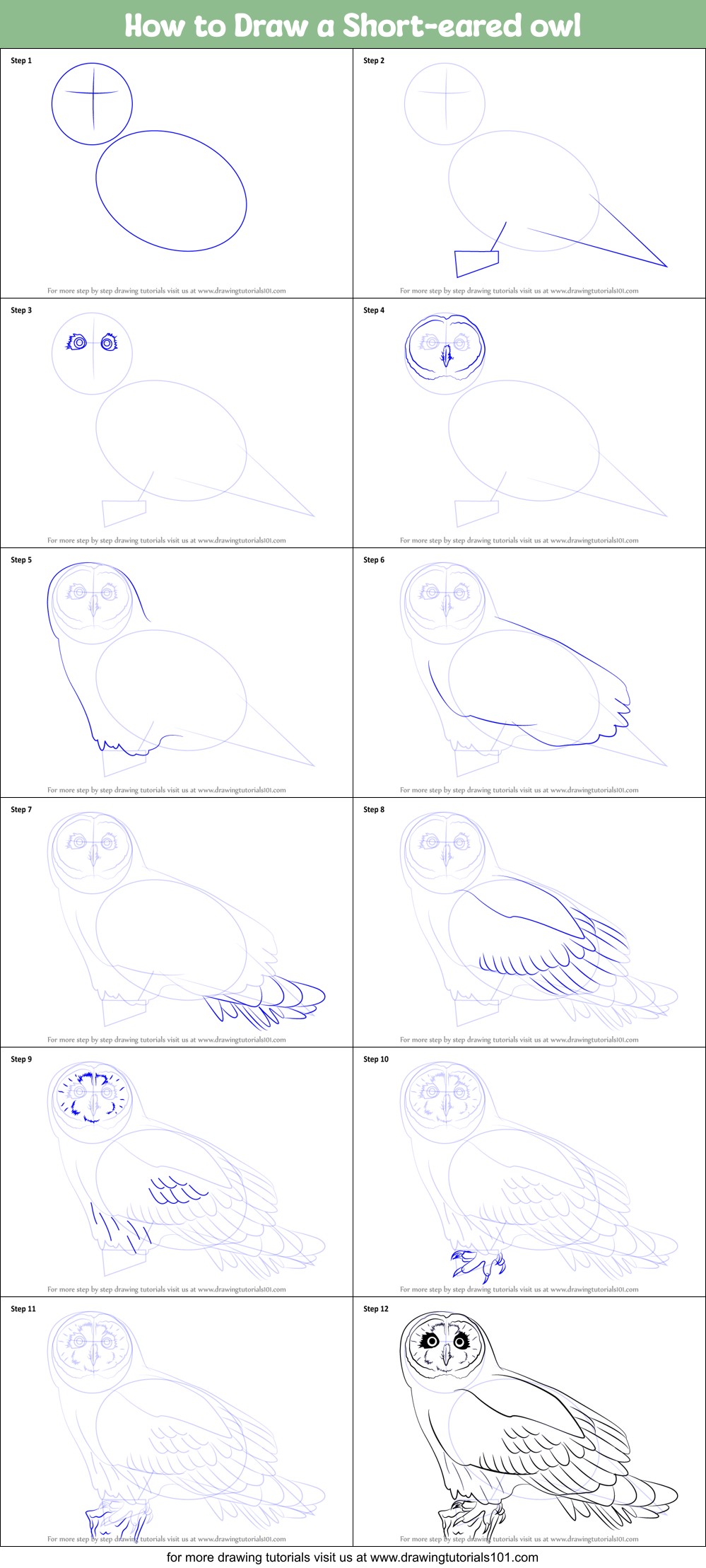 How to Draw a Short-eared owl Printable Step by Step