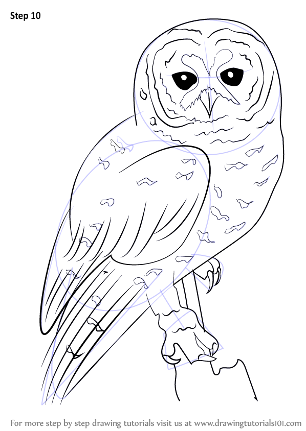 Learn How to Draw a Spotted Owl (Owls) Step by Step : Drawing Tutorials