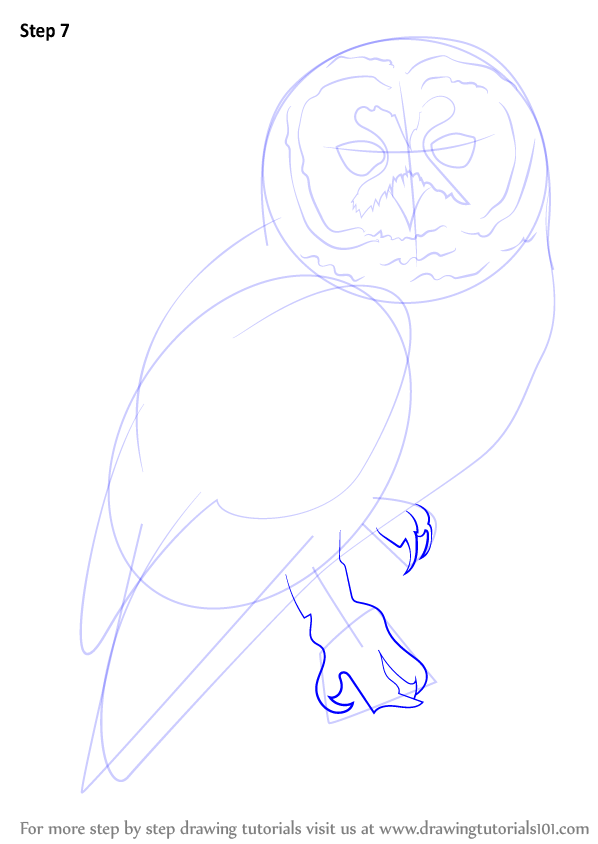 How to Draw a Spotted Owl (Owls) Step by Step