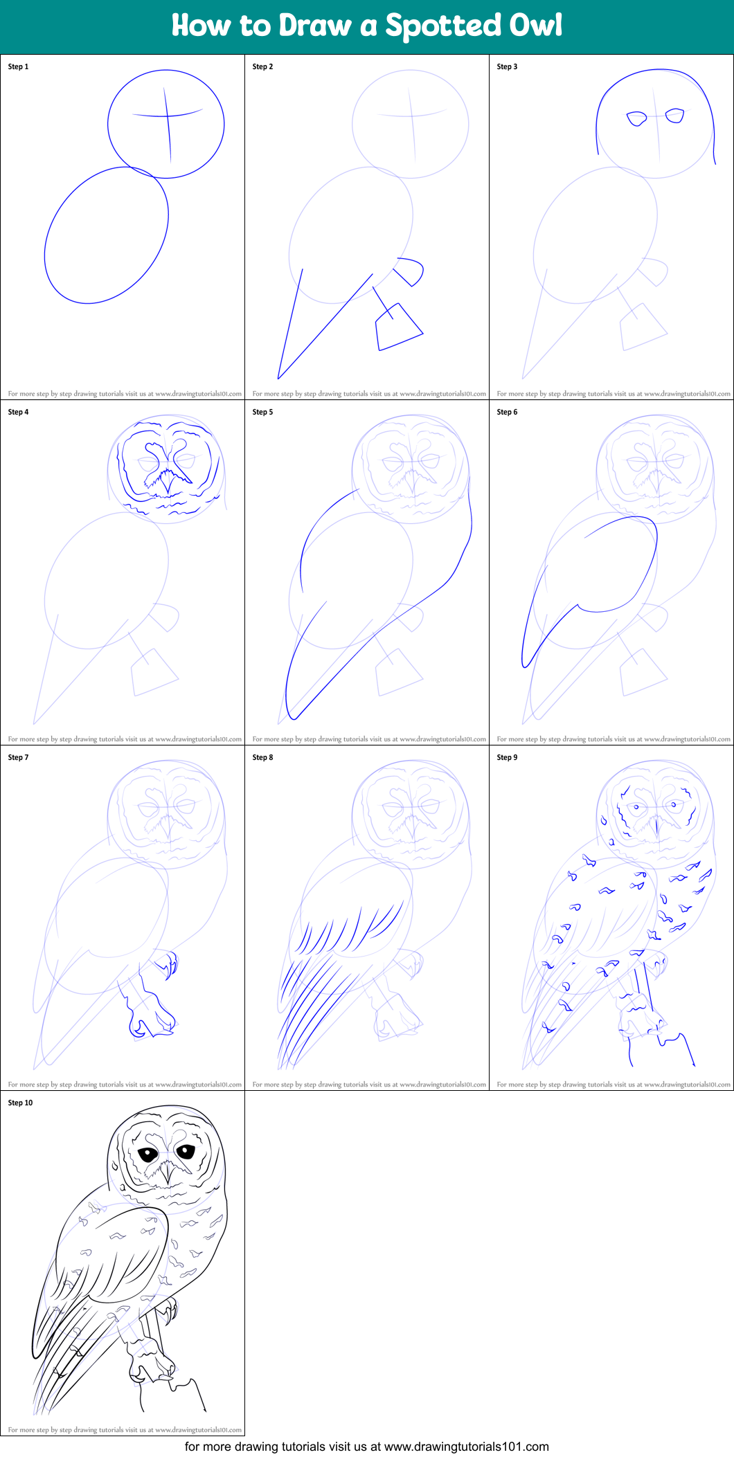 How to Draw a Spotted Owl Printable Step by Step