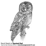 How to Draw a Spotted Owl
