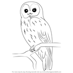 How to Draw a Tawny Owl
