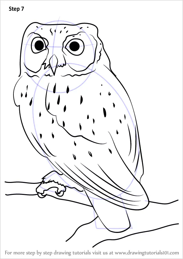 Learn How to Draw a Western Screech Owl (Owls) Step by Step : Drawing