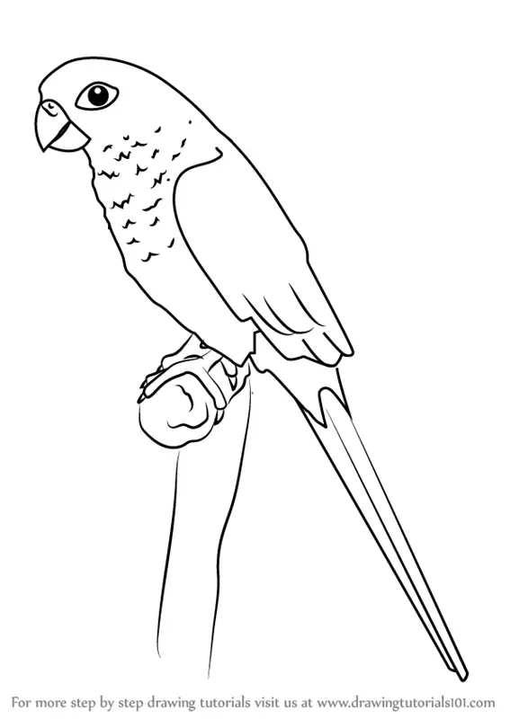 Learn How to Draw a Green-cheeked parakeet (Parrots) Step by Step