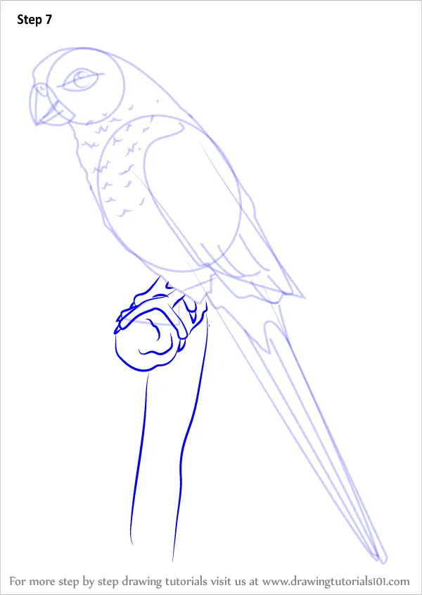 Learn How to Draw a Green-cheeked parakeet (Parrots) Step by Step