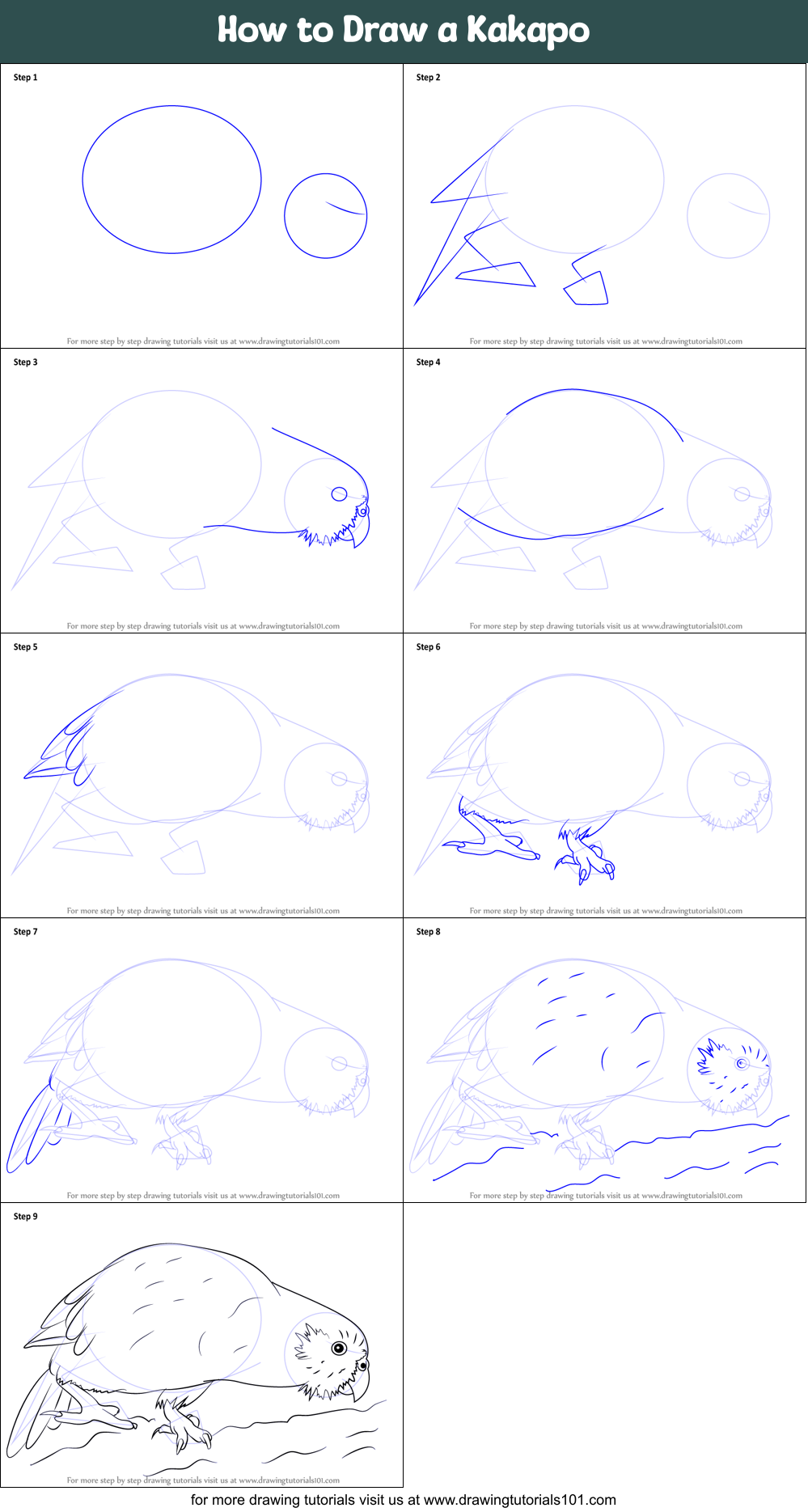 How to Draw a Kakapo Printable Step by Step