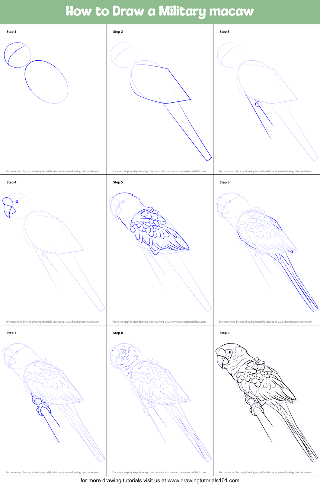How to Draw a Military macaw printable step by step drawing sheet