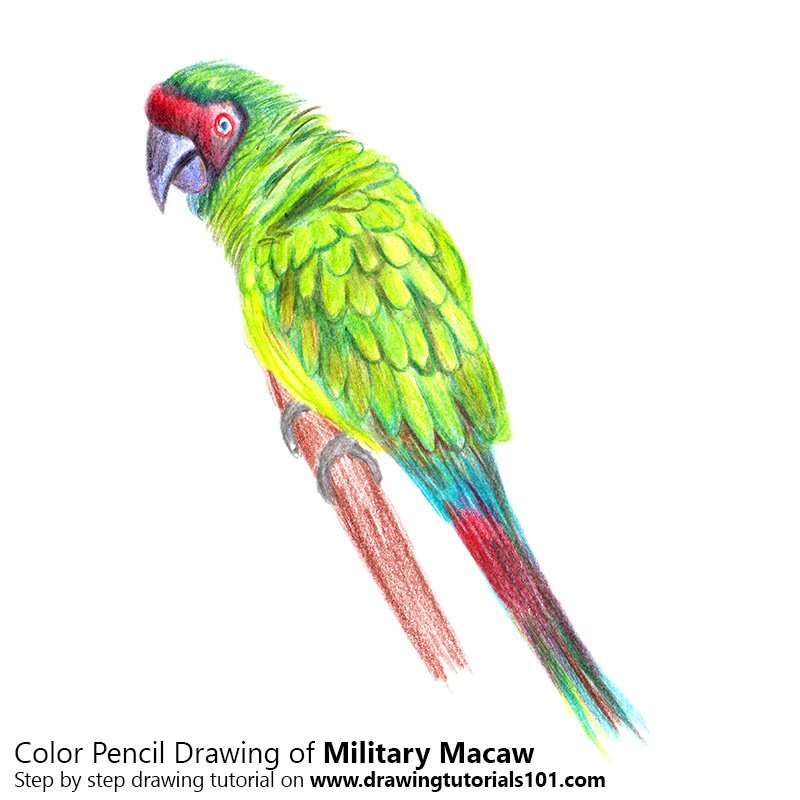 How to Draw a Military macaw by Color Pencils