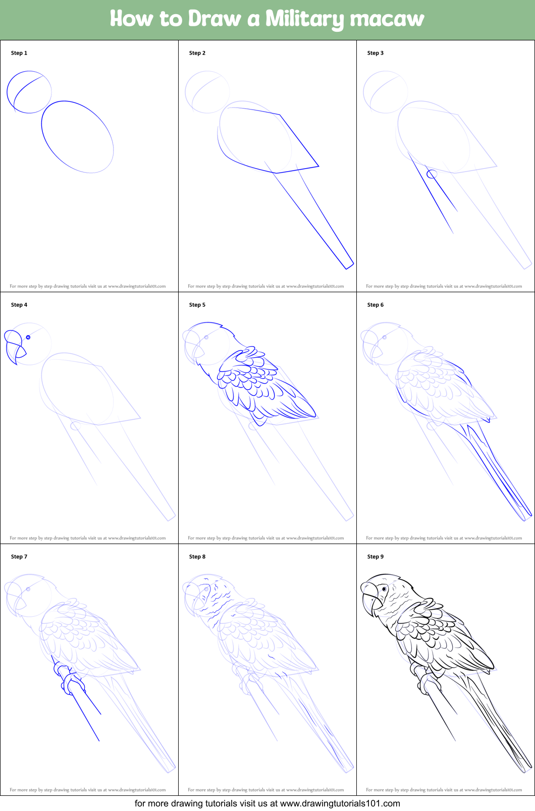 How to Draw a Military macaw Printable Step by Step