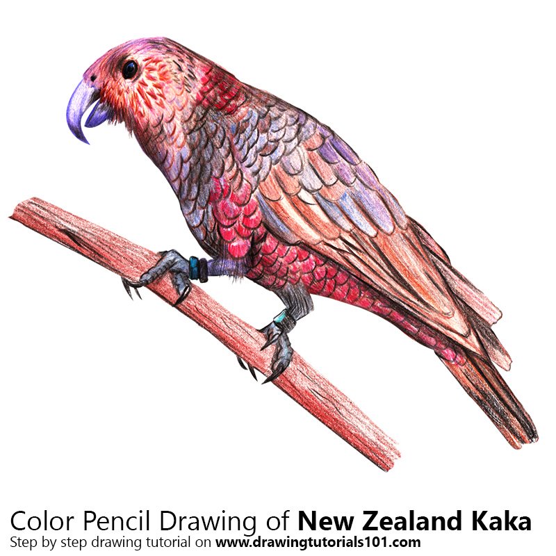 How to Draw a Kaka by Color Pencils