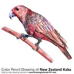 How to Draw a Kaka