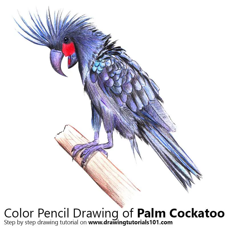 Palm Cockatoo Color Pencil Drawing