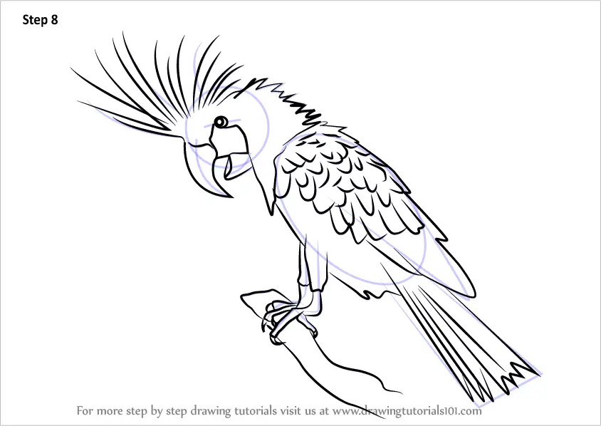 Learn How to Draw a Palm Cockatoo (Parrots) Step by Step : Drawing