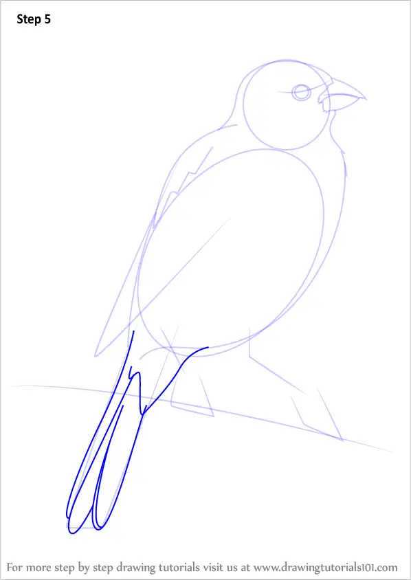 Learn How to Draw a Parakeet (Parrots) Step by Step : Drawing Tutorials
