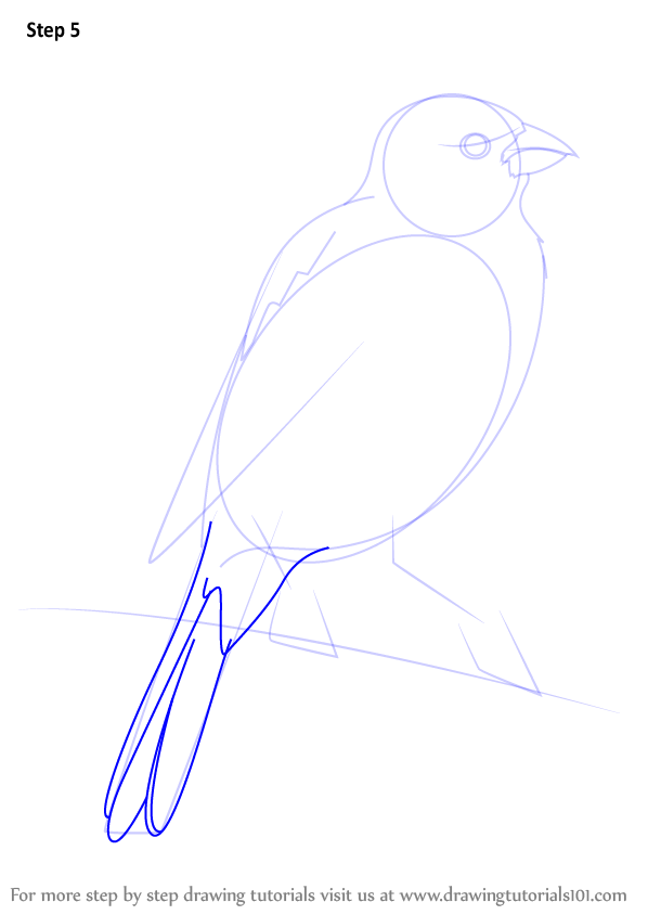 Learn How to Draw a Parakeet (Parrots) Step by Step : Drawing Tutorials