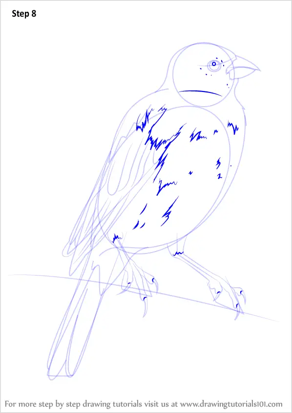 Learn How to Draw a Parakeet (Parrots) Step by Step : Drawing Tutorials