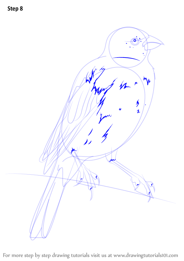 Learn How to Draw a Parakeet (Parrots) Step by Step : Drawing Tutorials