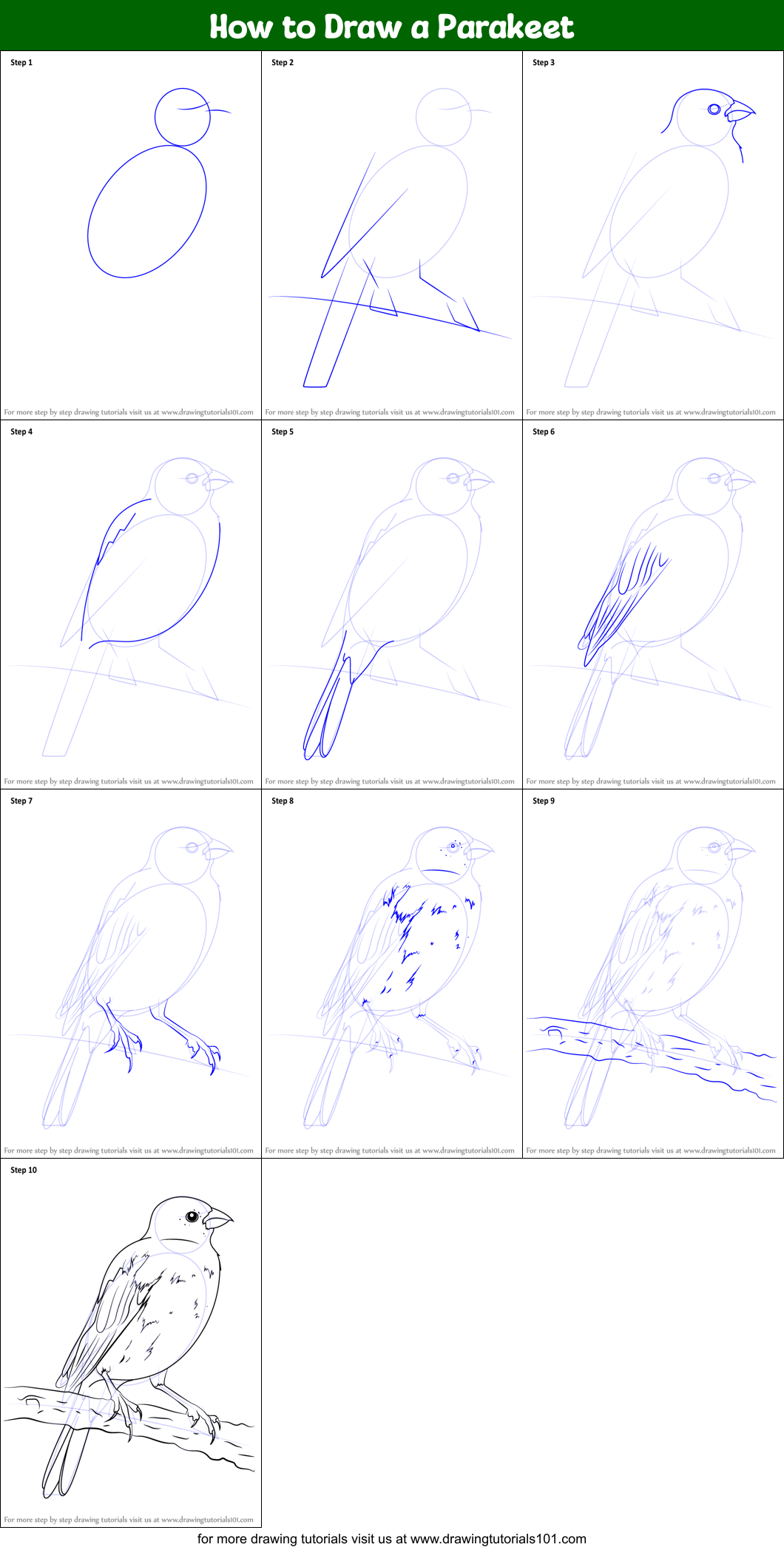 How to Draw a Parakeet Printable Step by Step