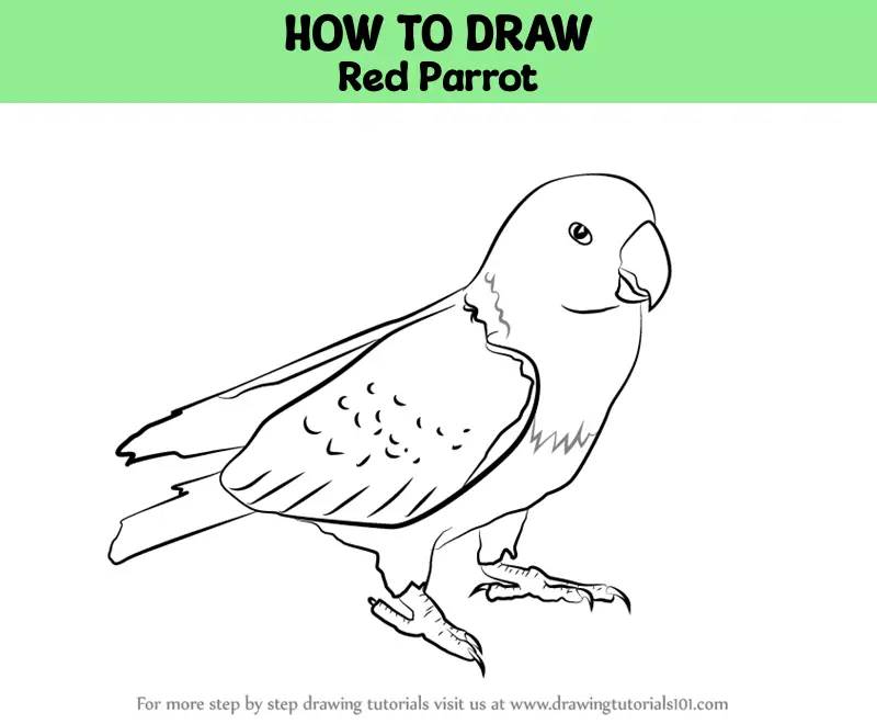 How to Draw Red Parrot (Parrots) Step by Step | DrawingTutorials101.com